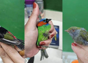 PF resgata 18 aves nativas em bagagem de turista belga