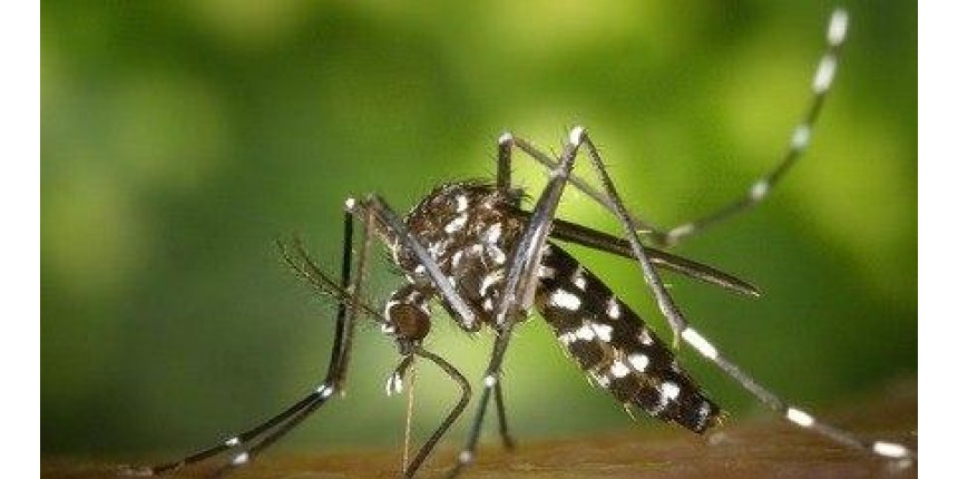 Casos de chikungunya quintuplicam em SP, e os de dengue sobem 38%