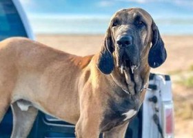 Cachorro de raça brasileira tem a mordida mais forte do mundo, diz...