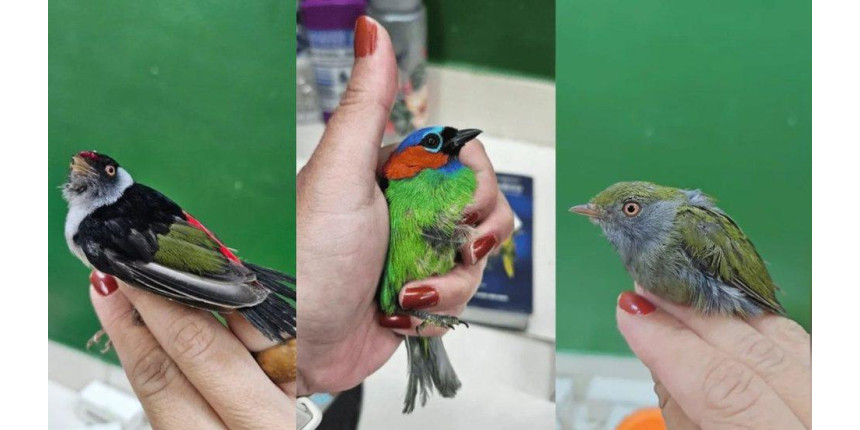PF resgata 18 aves nativas em bagagem de turista belga PF resgata 18 aves nativas em bagagem de turista belga